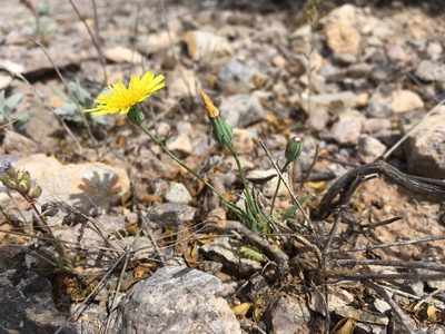Malacothrix fendleri, photographed by Cecelia Alexander