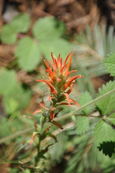 Castilleja disticha, photographed by Jonathan Eisen