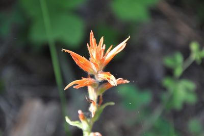 Castilleja disticha, photographed by Jonathan Eisen