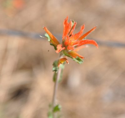 Castilleja disticha, photographed by Jonathan Eisen
