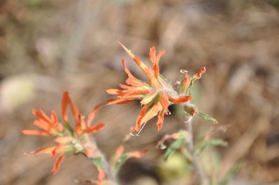 Castilleja disticha, photographed by Jonathan Eisen