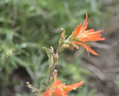 Castilleja disticha, photographed by Jonathan Eisen