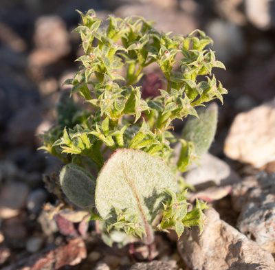 Chorizanthe corrugata, photographed by Jesse Rorabaugh