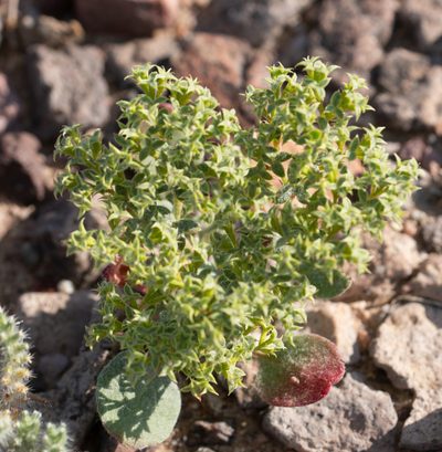 Chorizanthe corrugata, photographed by Jesse Rorabaugh