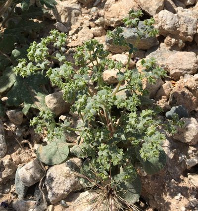 Chorizanthe corrugata, photographed by Jesse Rorabaugh