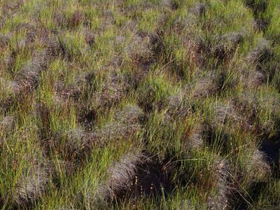 Juncus stygius, photographed by Ilya Filippov