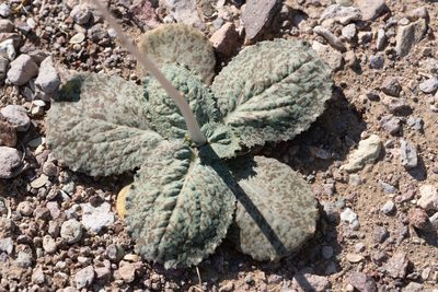 Atrichoseris platyphylla, photographed by Jesse Rorabaugh