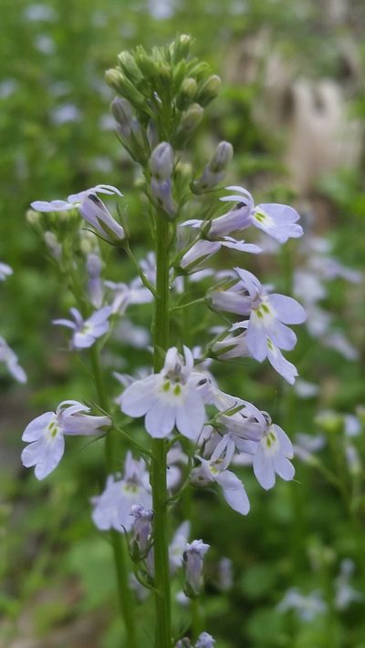 Lobelia homophylla, photographed by Jay Horn
