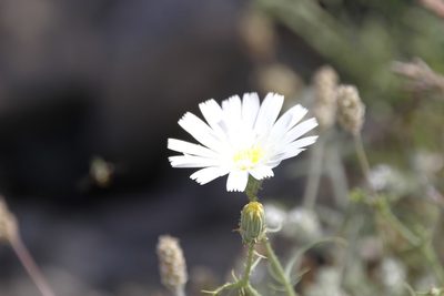 Calycoseris wrightii, photographed by Isaac Krone
