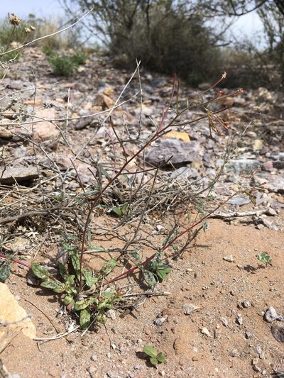 Eremothera chamaenerioides, photographed by Cecelia Alexander