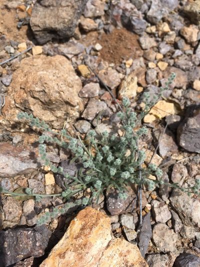 Johnstonella pusilla, photographed by Cecelia Alexander