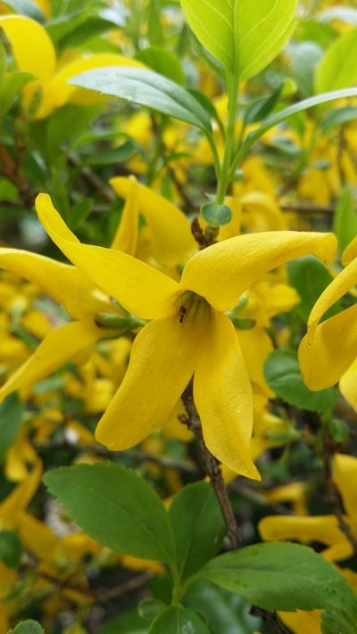 Forsythia koreana, photographed by Taylor Wichmanowski