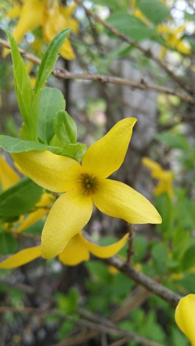 Forsythia koreana, photographed by Taylor Wichmanowski