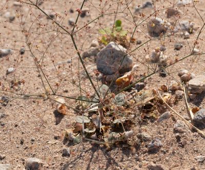 Eriogonum thomasii, photographed by Jesse Rorabaugh