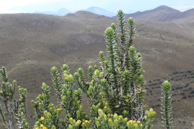Chuquiraga jussieui, photographed by Franklin Checa