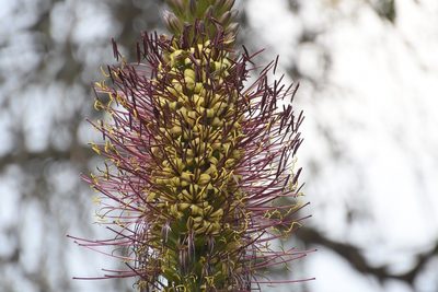 Agave warelliana, photographed by Neptalí Ramírez Marcial