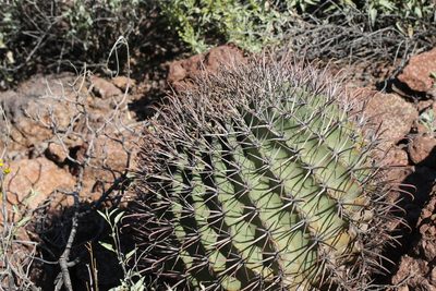 Ferocactus emoryi, photographed by Isaac Krone
