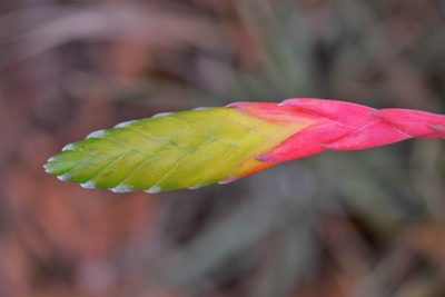 Tillandsia tricolor, photographed by Neptalí Ramírez Marcial