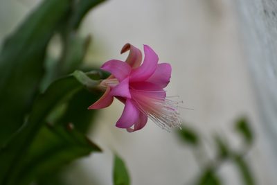 Disocactus nelsonii, photographed by Neptalí Ramírez Marcial