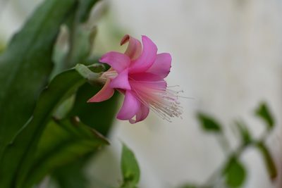Disocactus nelsonii, photographed by Neptalí Ramírez Marcial