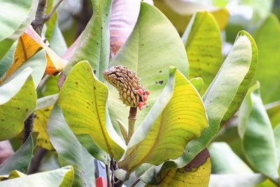 Magnolia sharpii, photographed by Neptalí Ramírez Marcial