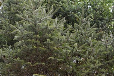 Abies guatemalensis, photographed by Neptalí Ramírez Marcial