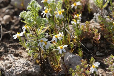Thymophylla concinna, photographed by Isaac Krone