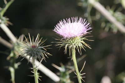 Cirsium neomexicanum, photographed by Isaac Krone