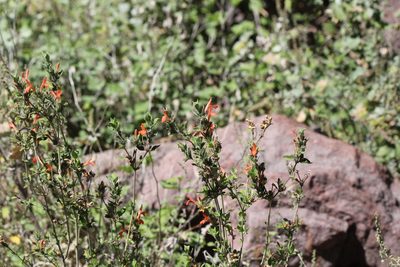 Dianthera candicans, photographed by Isaac Krone