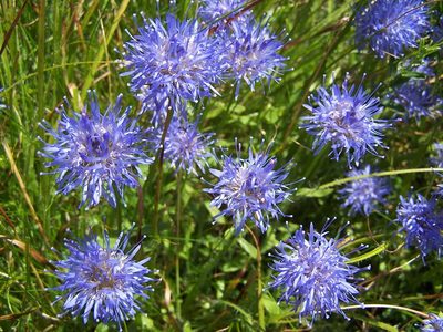 Jasione laevis, photographed by Louis Imbeau