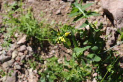 Streptanthus carinatus, photographed by Isaac Krone