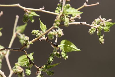 Morus microphylla, photographed by Isaac Krone