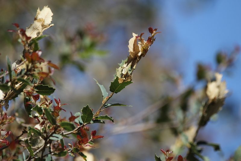 Quercus ajoensis, photographed by Isaac Krone