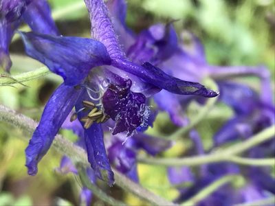 Delphinium madrense, photographed by Adriana Nelly Correa Sandoval