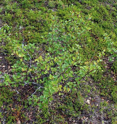 Betula intermedia, photographed by Dmitriy Bochkov
