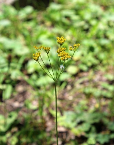 Pastinaca armena, photographed by Dmitriy Bochkov
