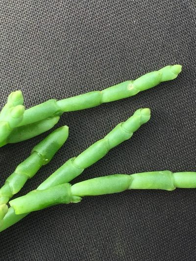 Salicornia procumbens, photographed by Andre Hosper
