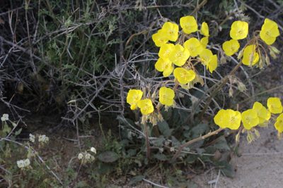 Chylismia brevipes, photographed by Isaac Krone