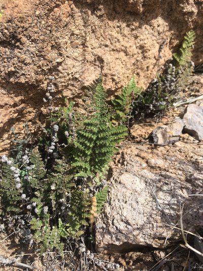 Myriopteris yavapensis, photographed by Cecelia Alexander