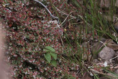 Euphorbia arizonica, photographed by Isaac Krone
