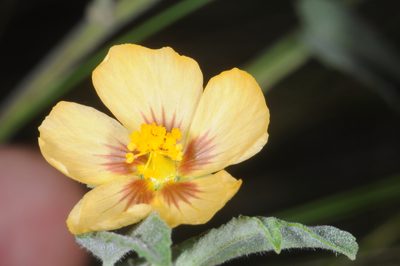 Gaya parviflora, photographed by aacocucci