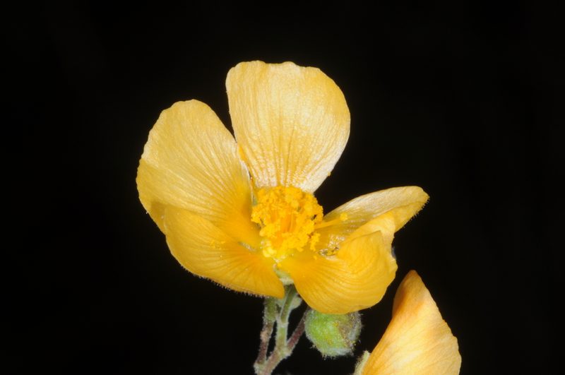 Wissadula gymnanthemum, photographed by aacocucci