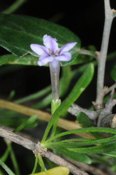 Lycium elongatum, photographed by aacocucci
