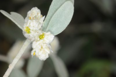 Alternanthera albida, photographed by aacocucci