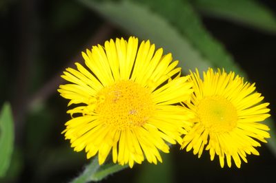 Hysterionica jasionoides, photographed by aacocucci