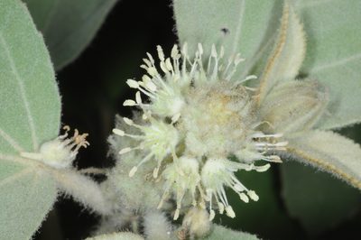 Croton subpannosus, photographed by aacocucci