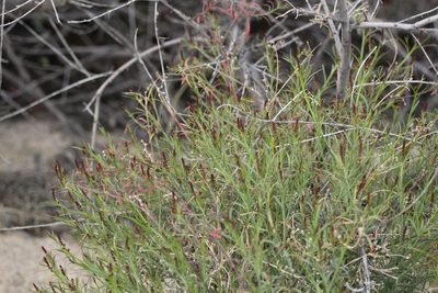 Stillingia linearifolia, photographed by Isaac Krone
