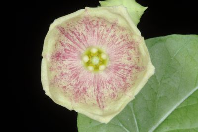 Philibertia gilliesii, photographed by aacocucci