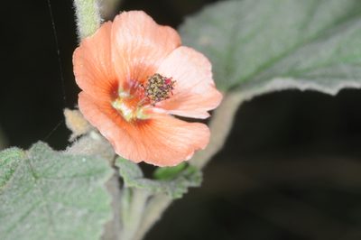 Sphaeralcea cordobensis, photographed by aacocucci