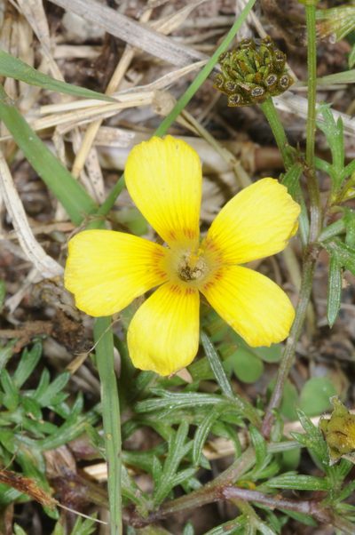 Oxalis conorrhiza, photographed by aacocucci